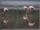 foto Flora e la fauna della Isole Galapagos